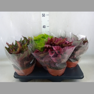 Begonia BD 'Beleaf'   ...mix