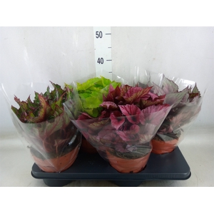 Begonia BD 'Beleaf'   ...mix