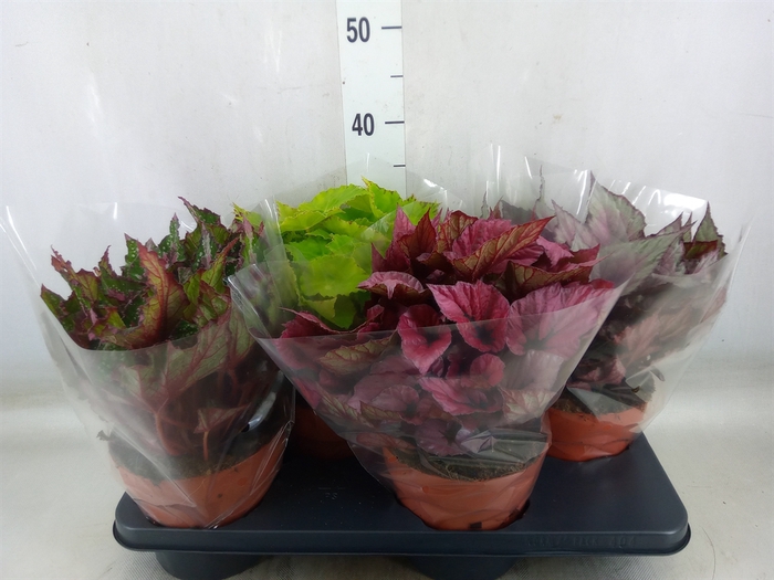 Begonia BD 'Beleaf'   ...mix