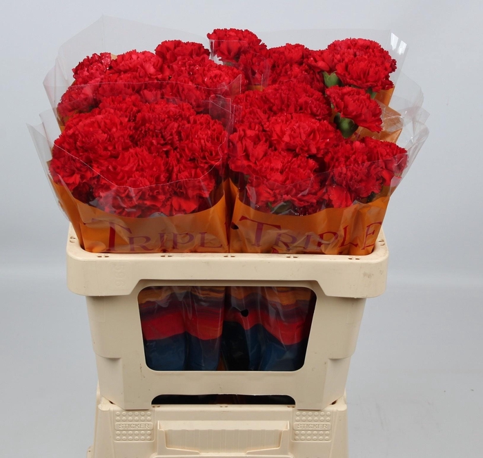 <h4>DI ST CORTES</h4>