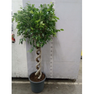 Ficus benja.   ...