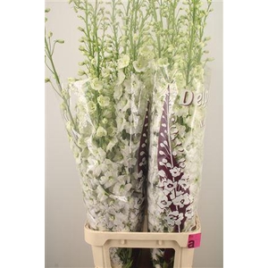 Delph El Dewi Impressive White