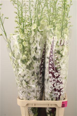 <h4>Delph El Dewi Impressive White</h4>