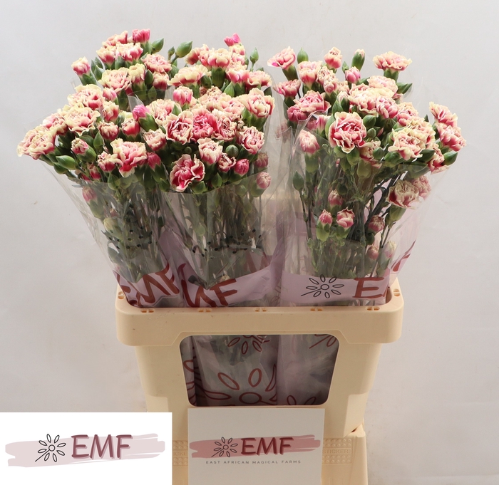 <h4>DI TR SPRING</h4>