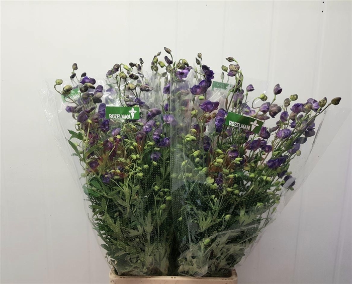 <h4>ACONI NA PYRAMIDALE</h4>