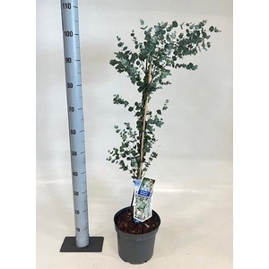 EUCAL GUNNII