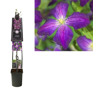 Clematis So Many® Purple Flowers PBR +3.0 label