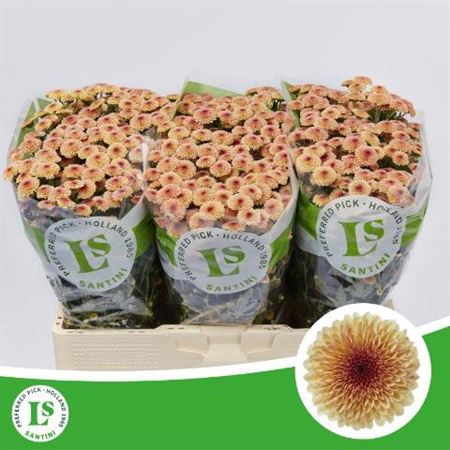 <h4>Sant Calimero Apricot</h4>