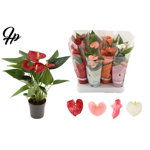 Anthurium 7 cm 4 color mix in Couture sleeve