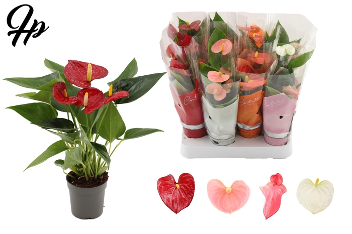 Anthurium 7 cm 4 color mix in Couture sleeve