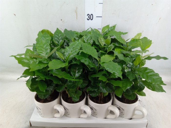 <h4>Coffea arabica</h4>