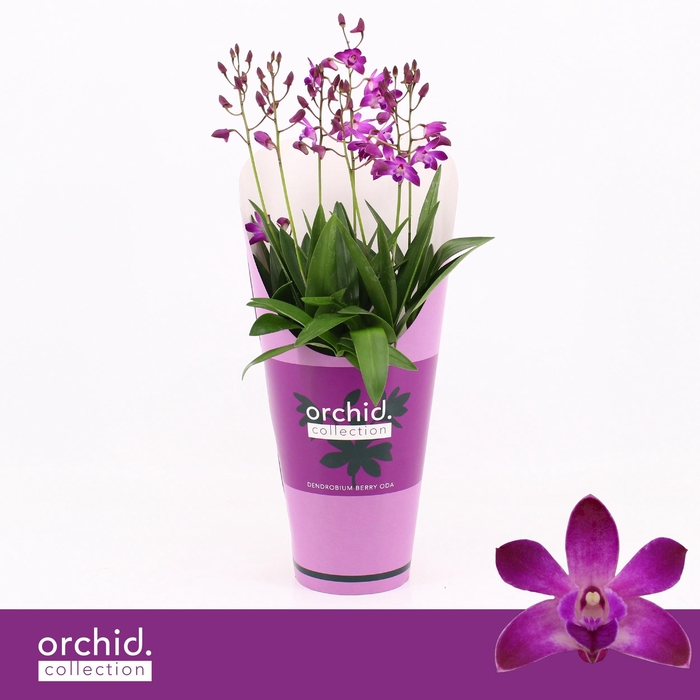 <h4>Dendrobium, Berry Oda 9+ spike 'Orchid Collection' Potcover</h4>