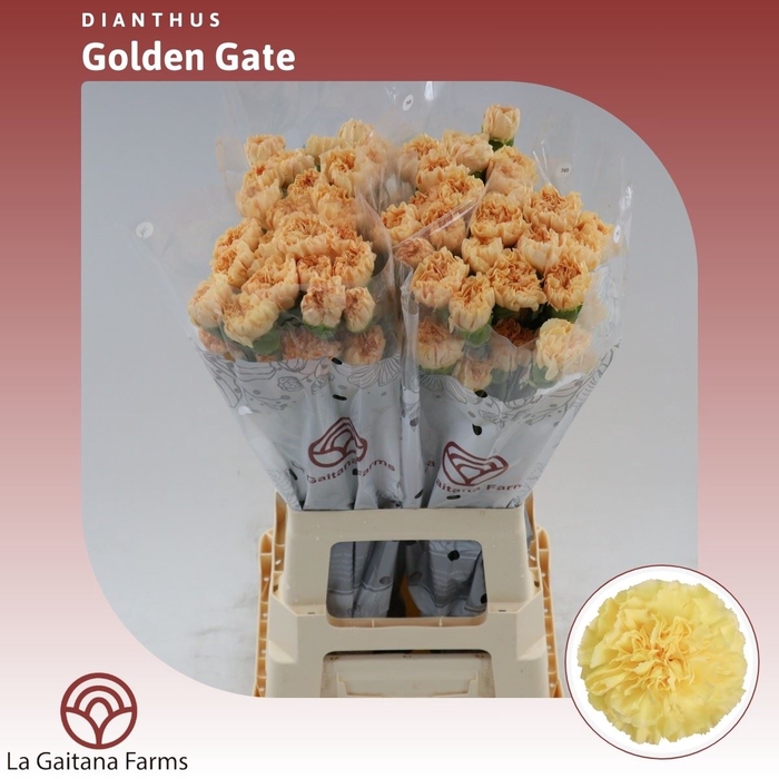 <h4>Dianthus St Golden Gate</h4>