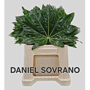 FATSIA JAPONICA BLAD