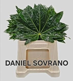 FATSIA JAPONICA BLAD