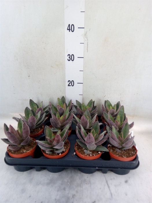 <h4>Crassula  'Garnet Lotus'</h4>
