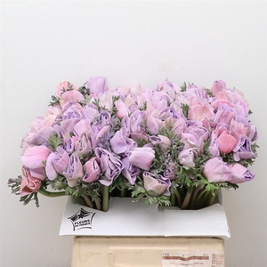 Anemone Powder Milka