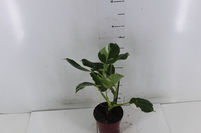 PHILODENDRON WHITE WIZARD P12