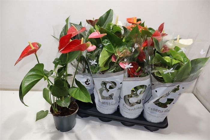 <h4>Anthu An Gem 4 Kl</h4>