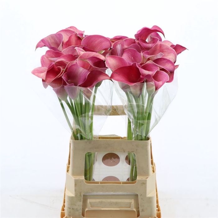 <h4>Calla Romance</h4>