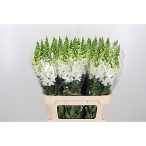 Antir Antibes White