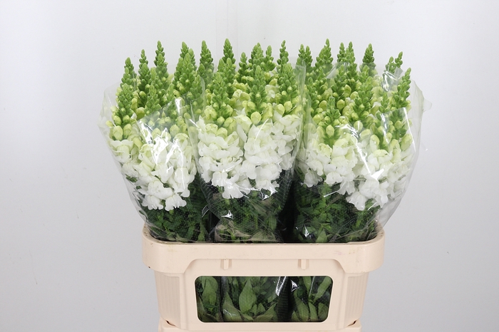 <h4>Antir Antibes White</h4>