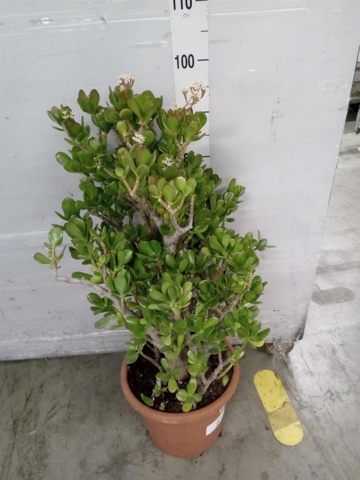 <h4>Crassula ovata</h4>