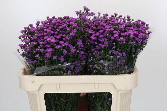 Aster Baby Pink