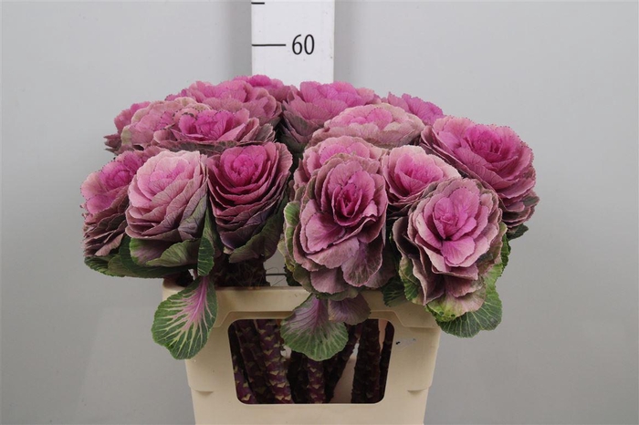 <h4>Brass Red Crane</h4>