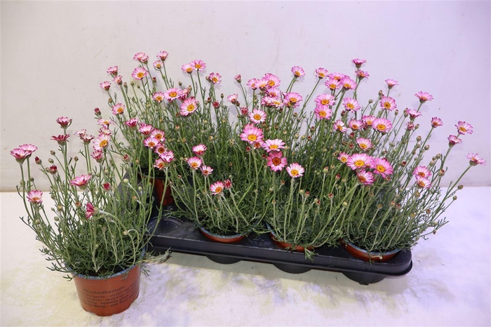 <h4>Rhodan H Zagora Pink</h4>