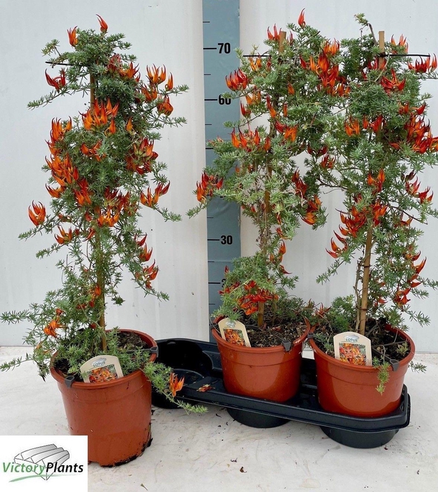 <h4>LOTU CORNICULATUS</h4>