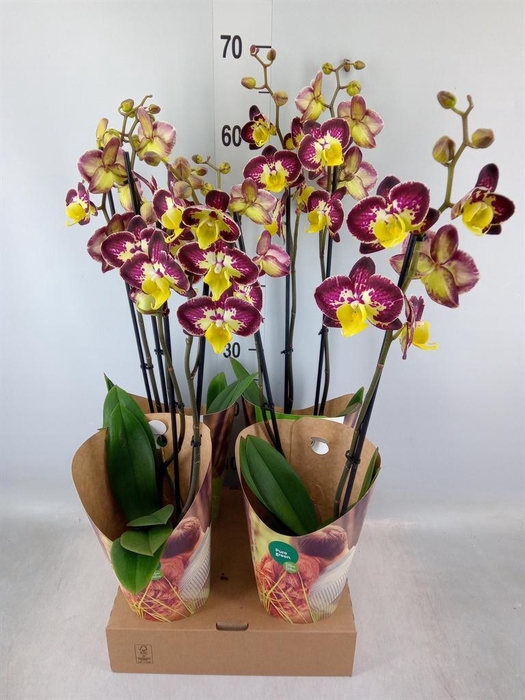 <h4>Phalaenopsis ...yellow</h4>