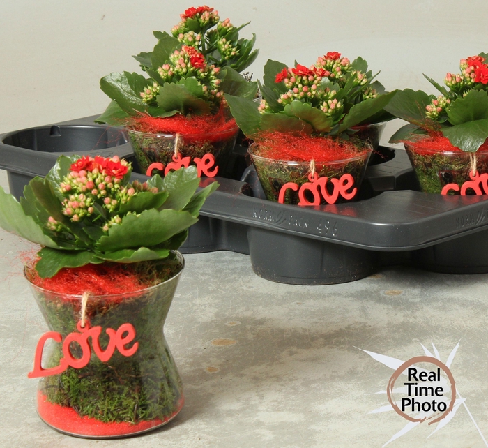 <h4>ARR KAMERPL</h4>