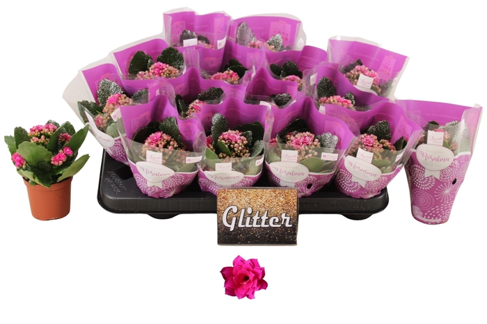 <h4>KAL GE DON VICTORIO</h4>