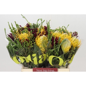 BQ Nutans Joti 2 Flower