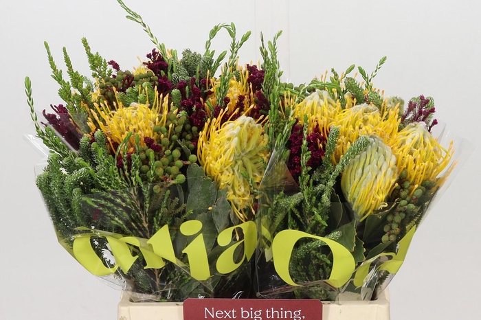 <h4>BQ Nutans Joti 2 Flower</h4>