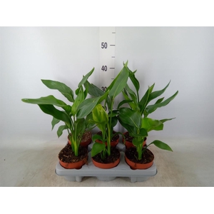 Strelitzia reg.   ...no flowers