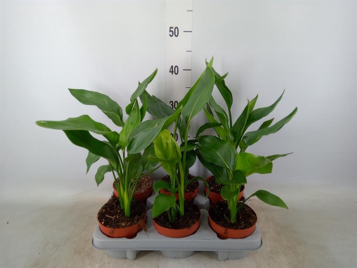 <h4>Strelitzia reg.   ...no flowers</h4>
