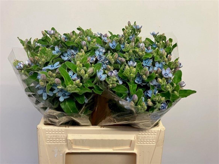 <h4>OXY CO TAN PURE BLU</h4>