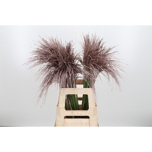 Miscanthus Kl Bh Champagne