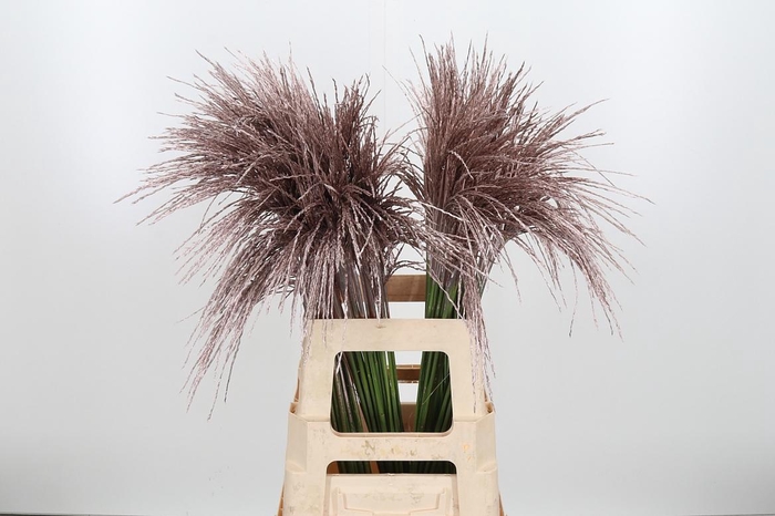 <h4>Miscanthus Kl Bh Champagne</h4>