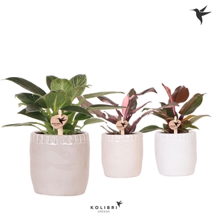 Kolibri Greens Philodendron mix in Stones pot mix
