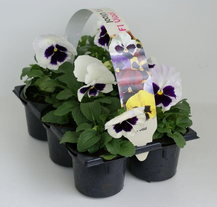 <h4>Viola F1 Wit Met Oog Sixpack</h4>