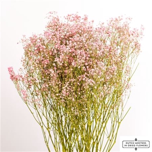 Dried Gyps Light Pink Bunch