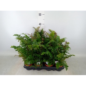 Didymochlaena truncatula