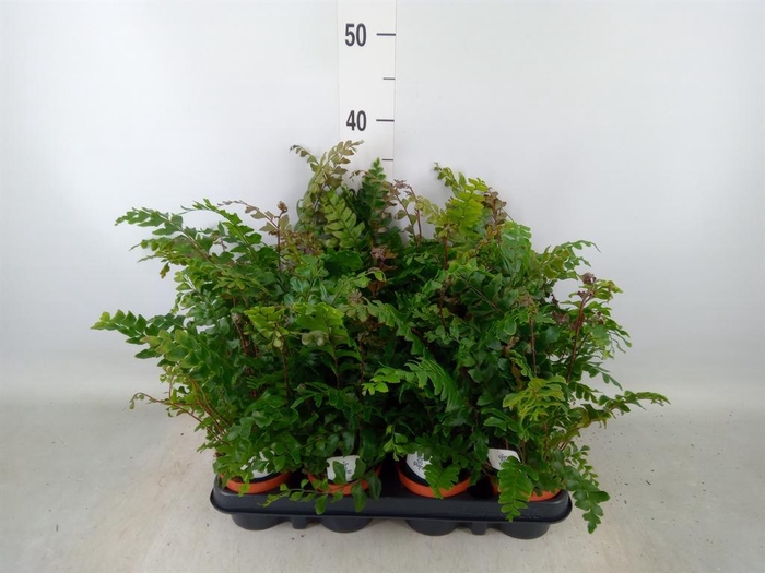 <h4>Didymochlaena truncatula</h4>