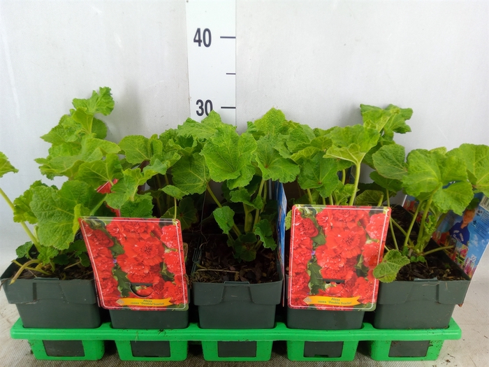 <h4>Alcea   ...</h4>