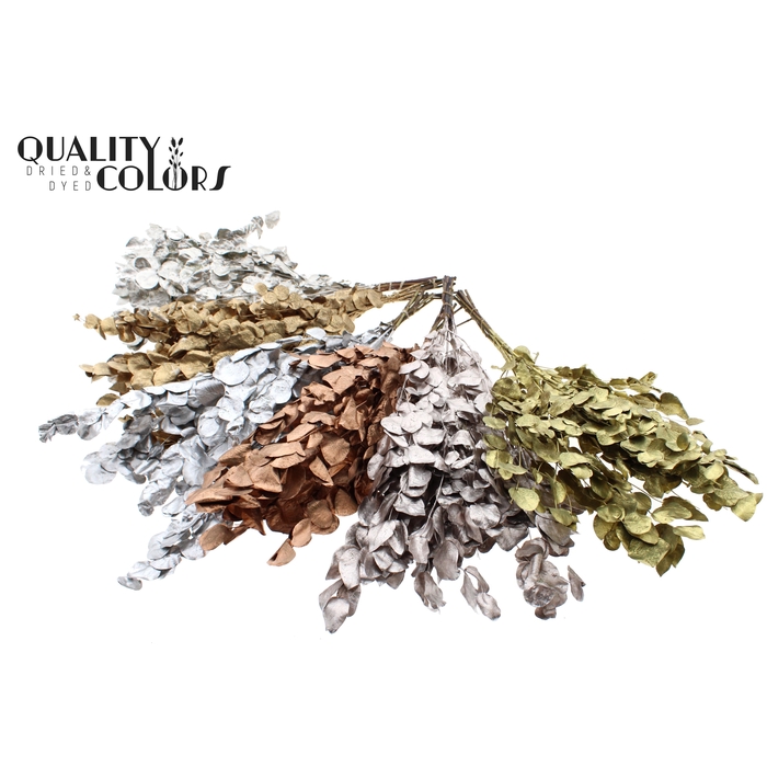 <h4>Eucalyptus Dried per bunch Mixed Colours Metallic</h4>