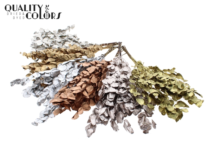 Eucalyptus Dried per bunch Mixed Colours Metallic
