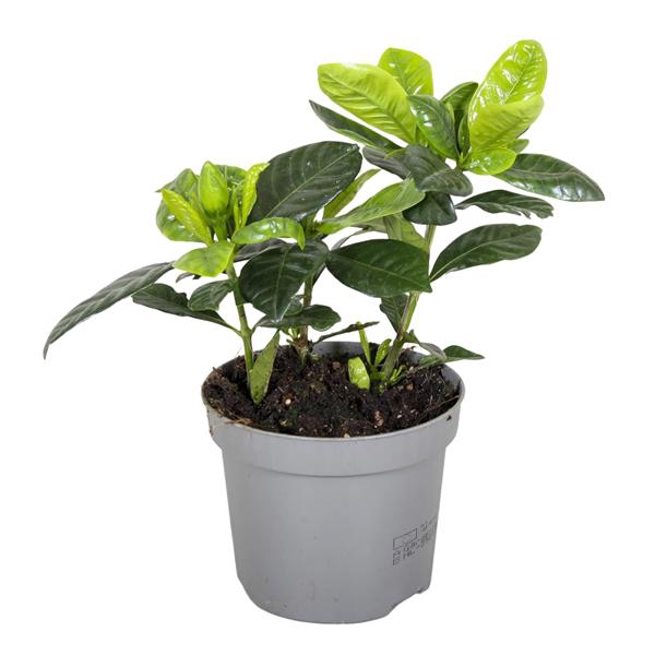 <h4>Gardenia Jasminoïdes Domino 9cm</h4>